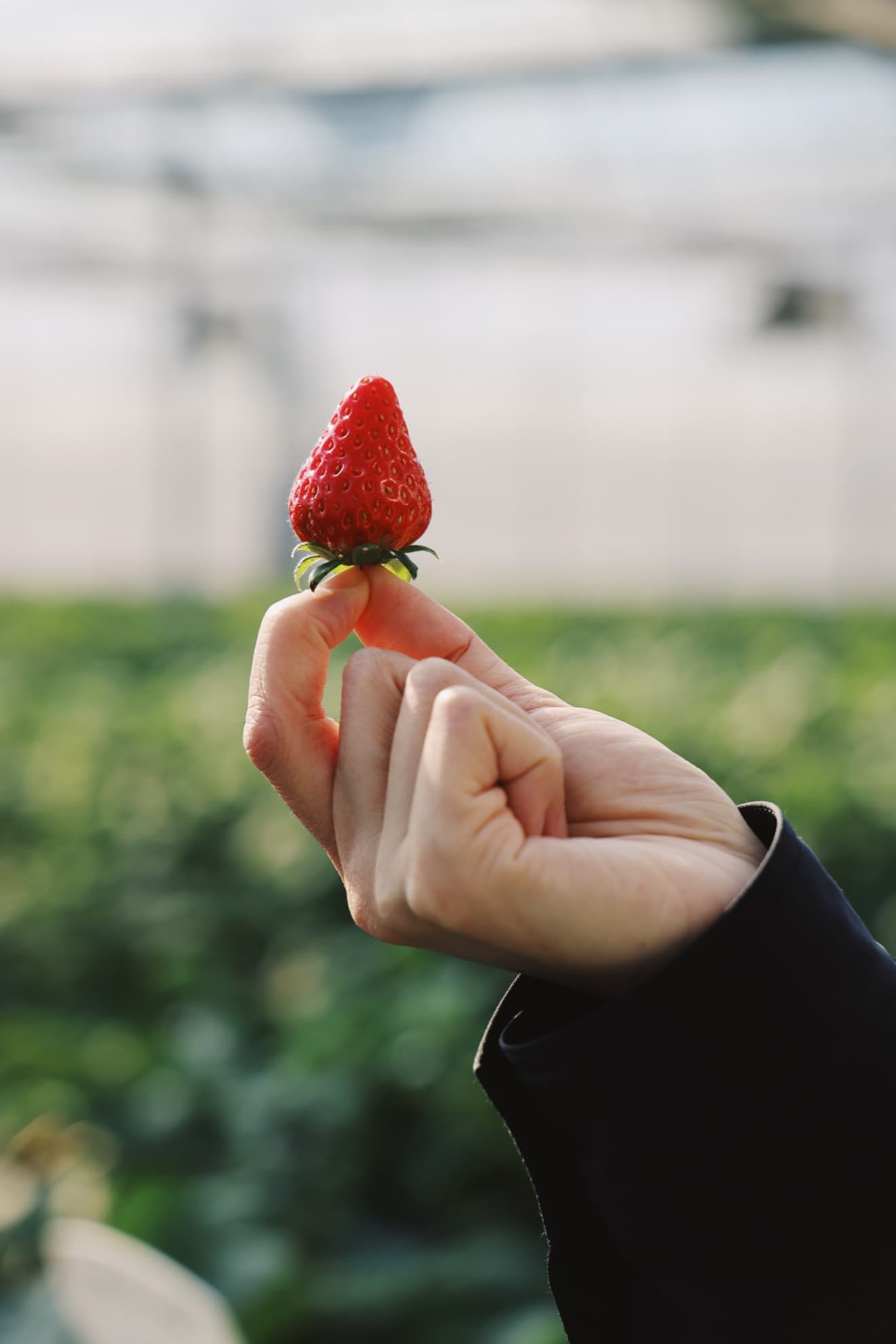 A ripe strawberry