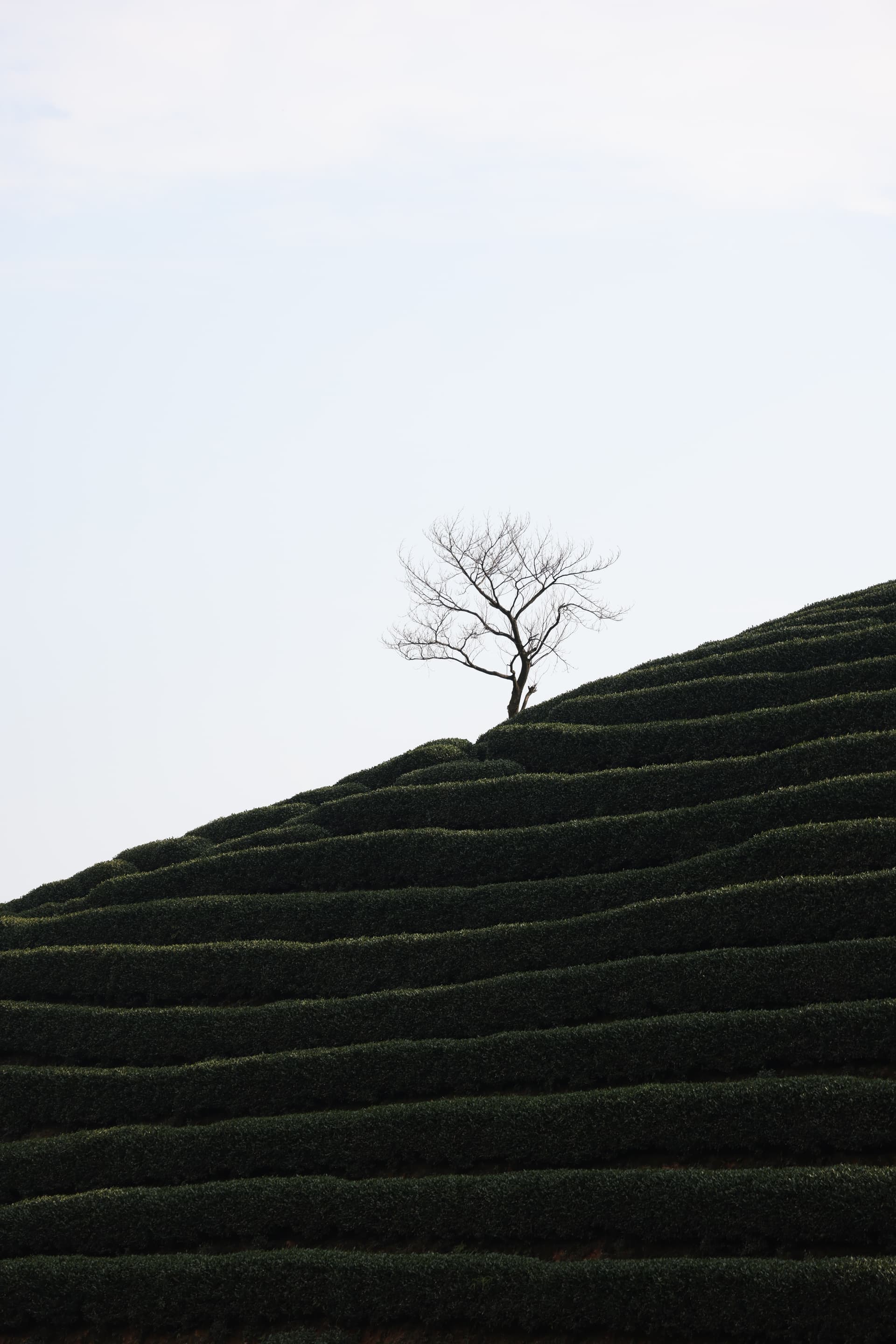 A tree stands in the tea plantation