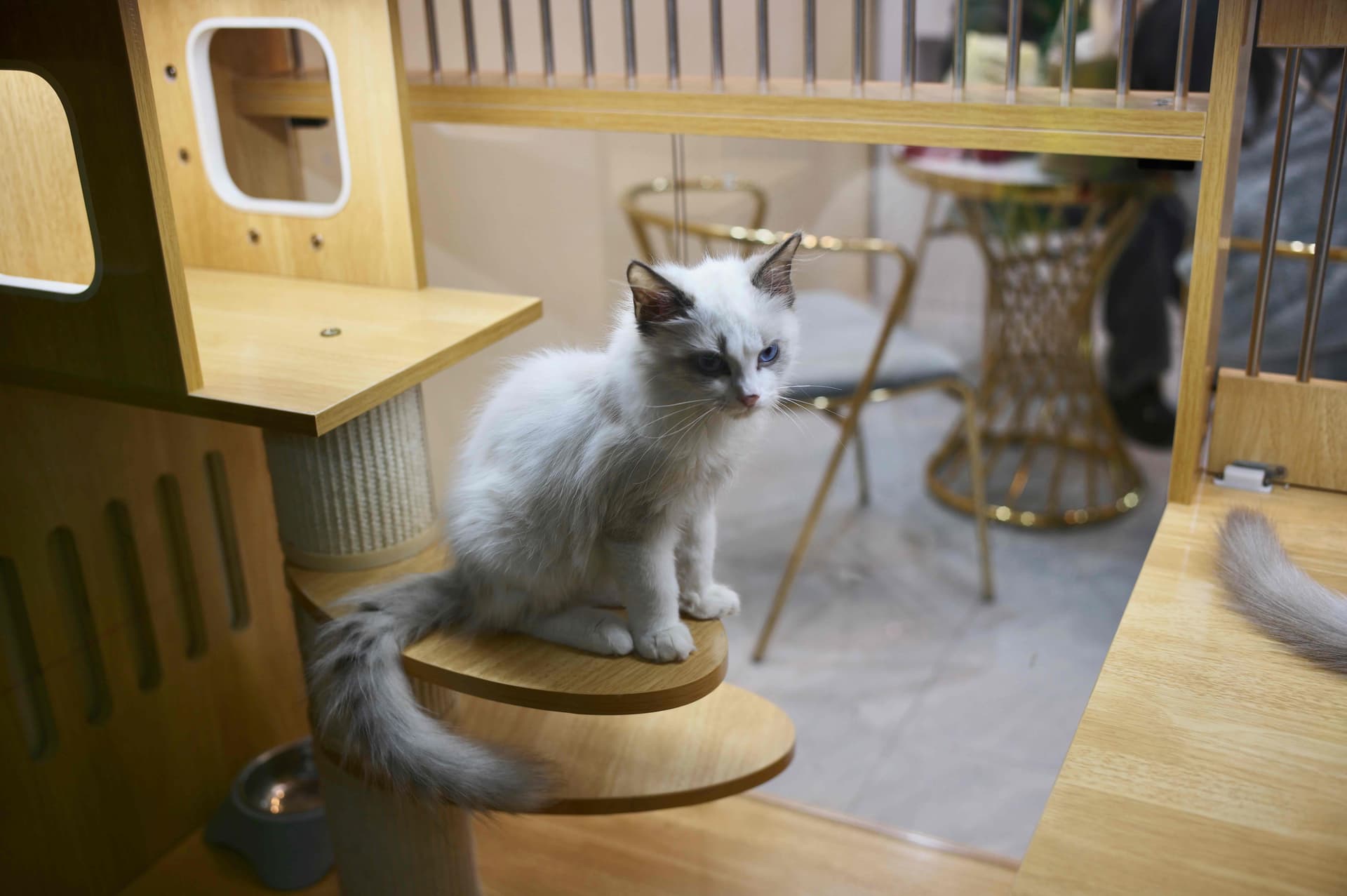 Cats in the pet hospital