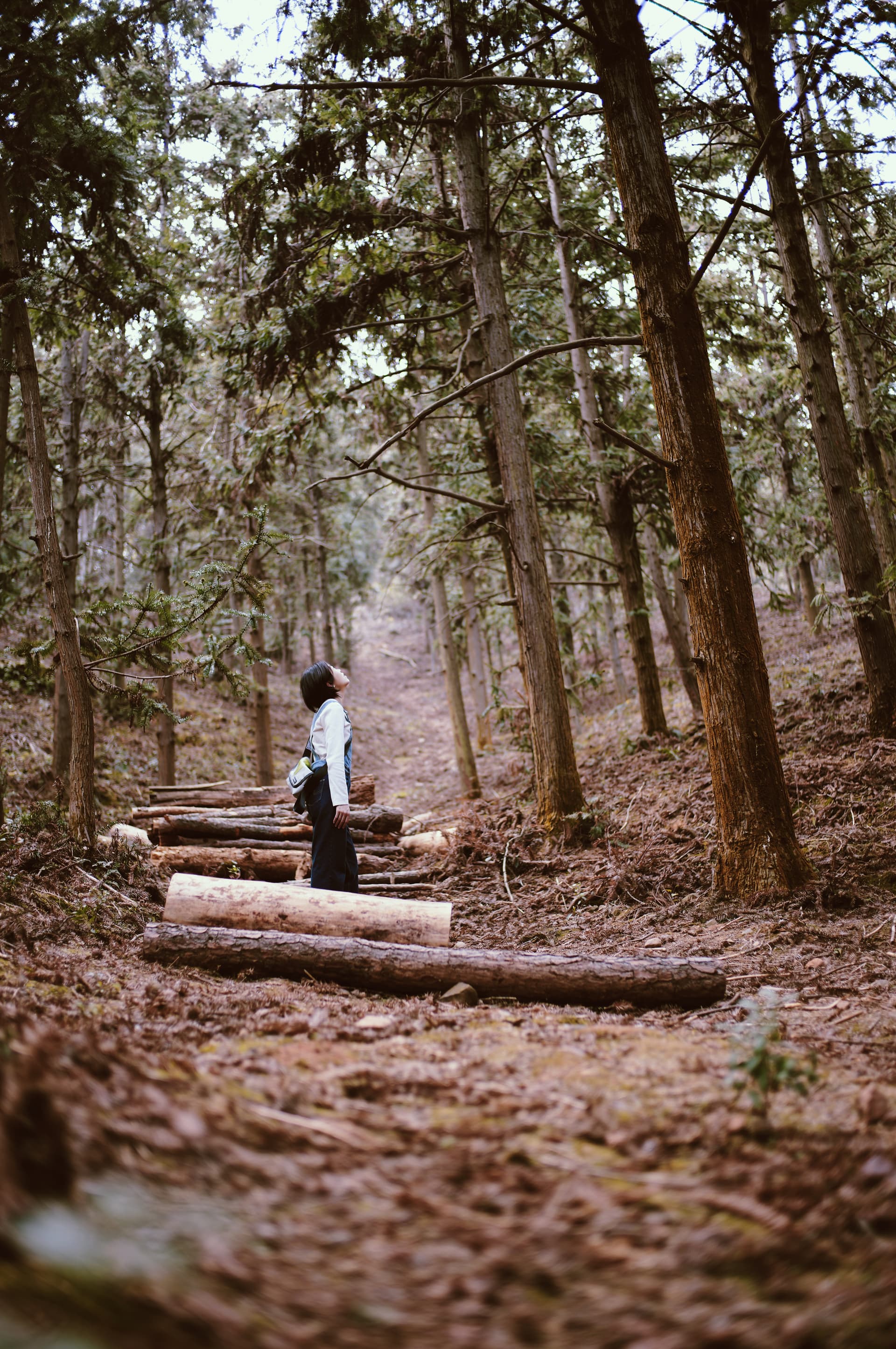 Enter the forest and feel the tail of winter