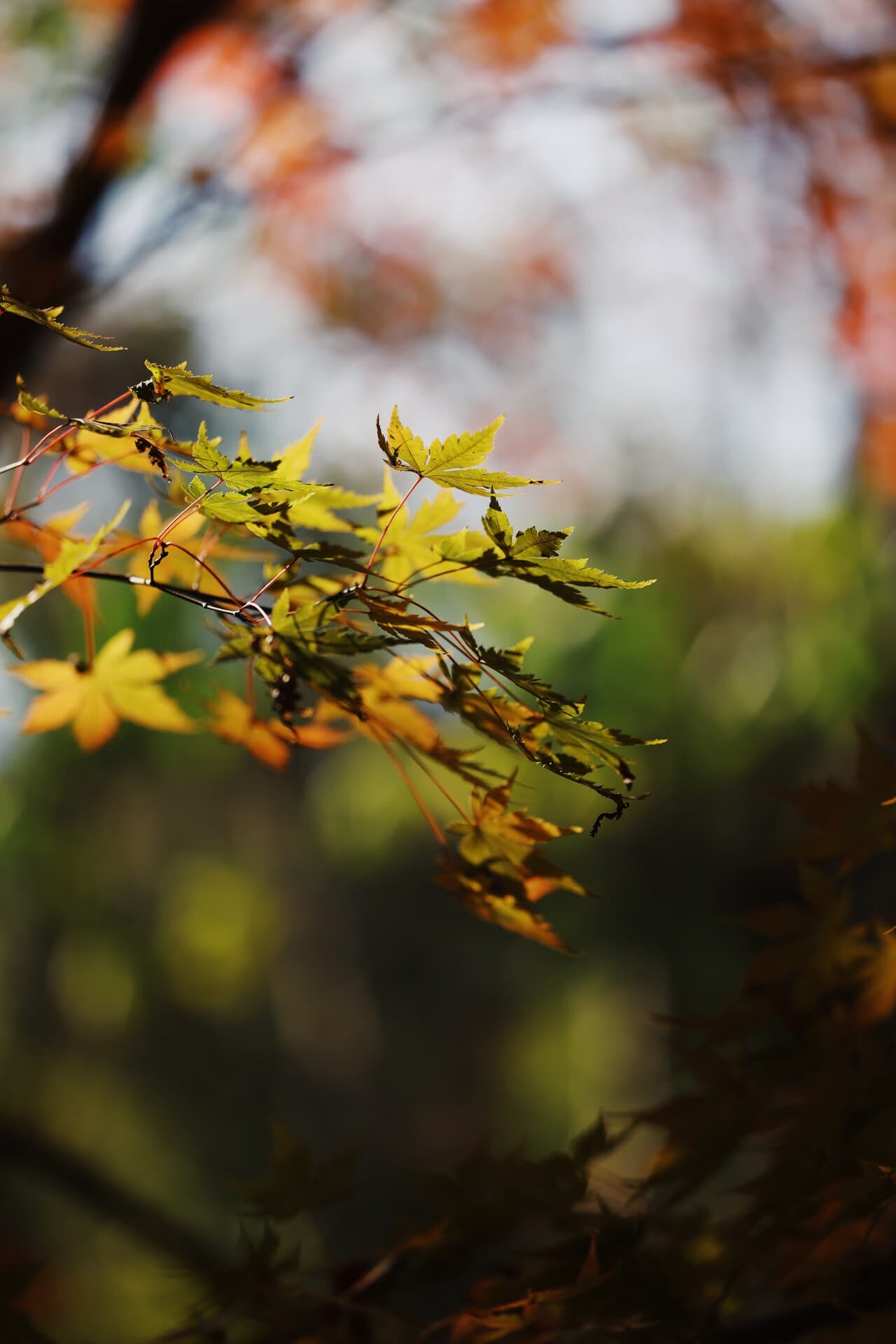 Gradually withering yellow leaves