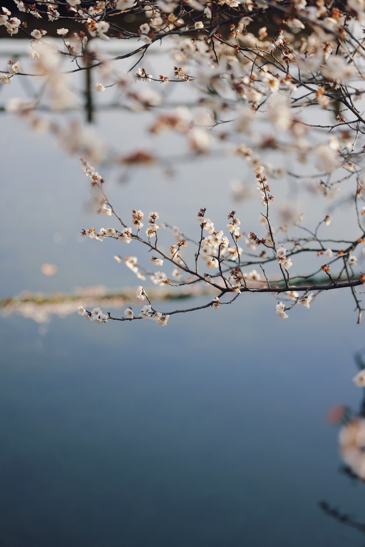Plum Blossoms in Spring