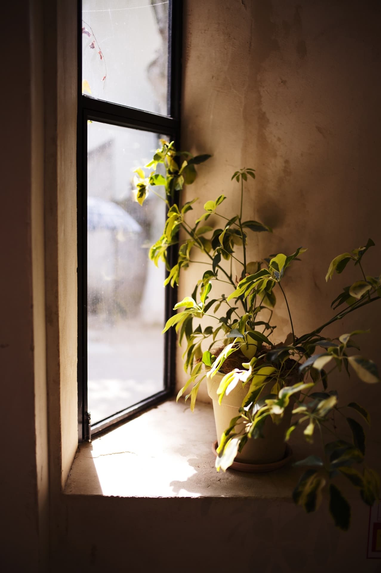 Plant under the shop window