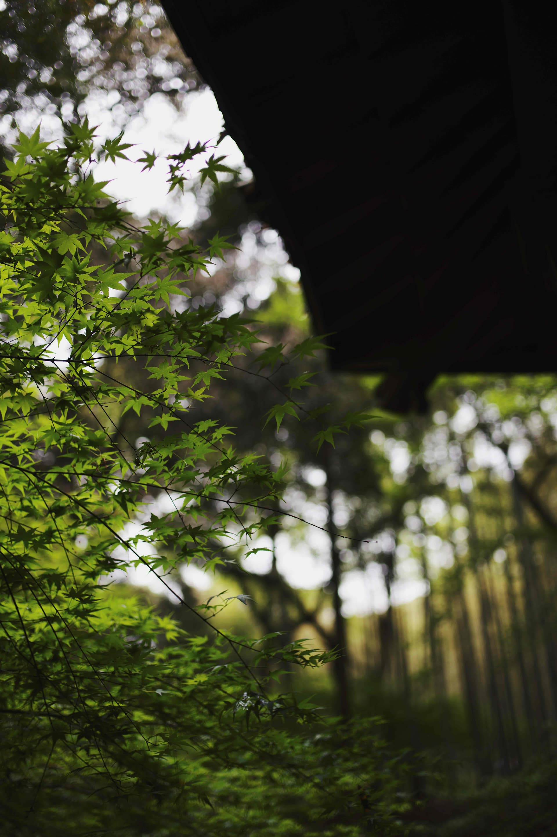 The spring scenery under the eaves